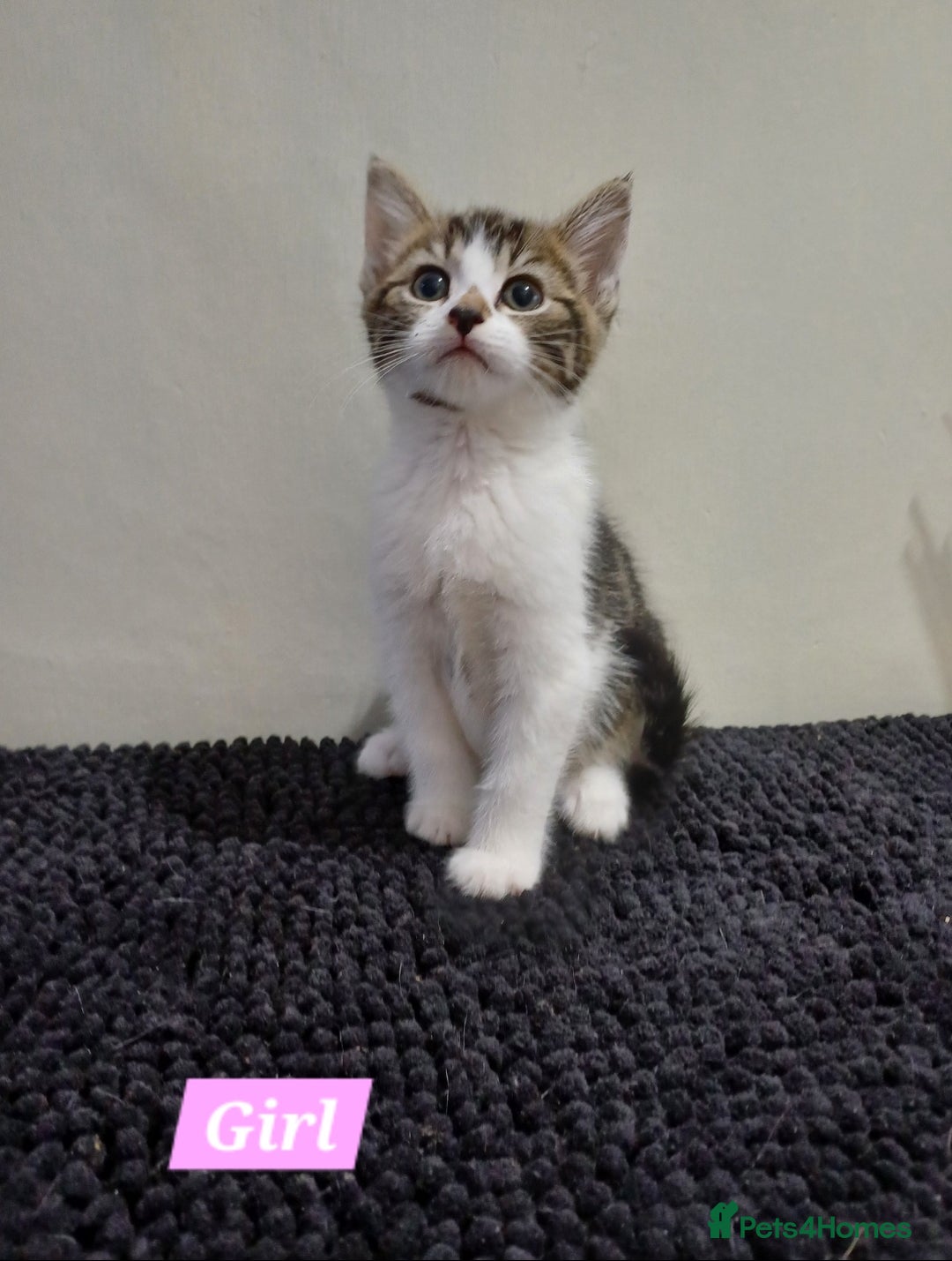 Mixed Breed cats for sale: Ready Tabby & White kitties - Advert 11