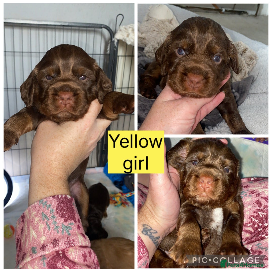 Cocker Spaniel dogs for sale: Beautiful litter - working cocker spaniels ❤️ - Image 10