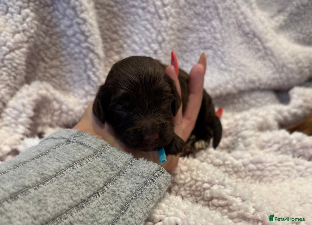 Cockapoo dogs for sale: F1 health clear stunning cockapoos - Image 28