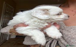 Maltipoo dogs for sale: Maltipoo - Image 4