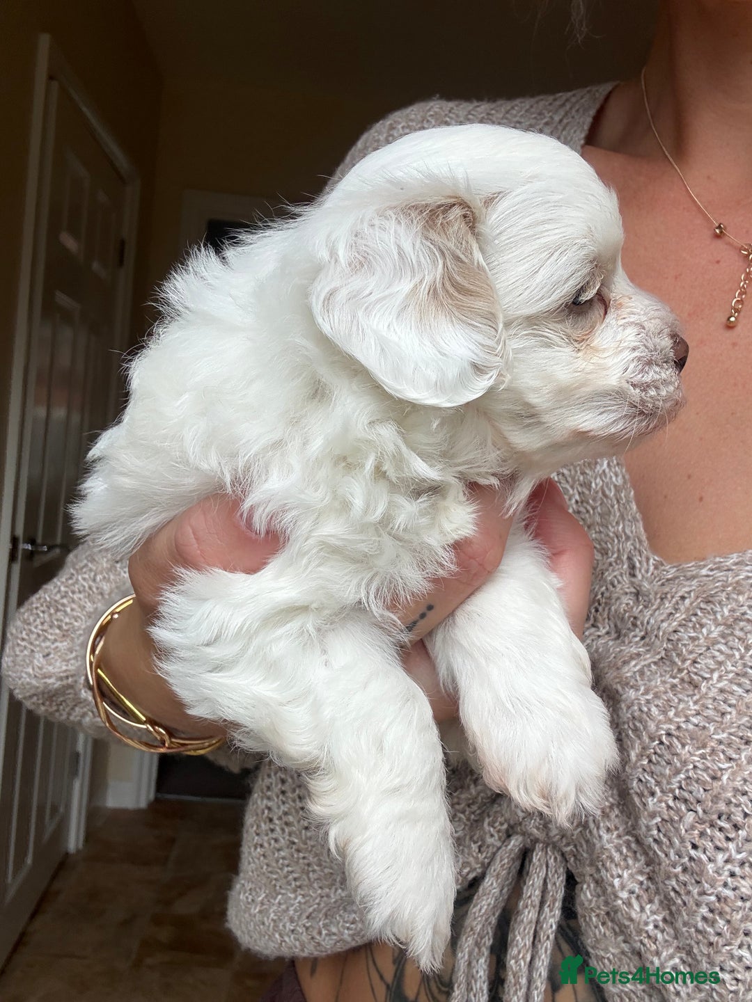 Maltipoo dogs for sale: Maltipoo - Image 4