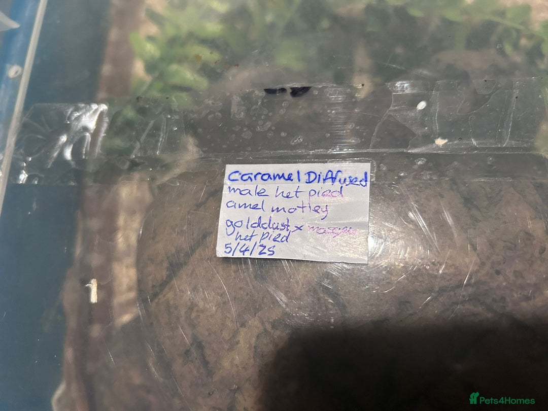Corn Snake reptiles for sale: Caramel difused cornsnake - Image 6