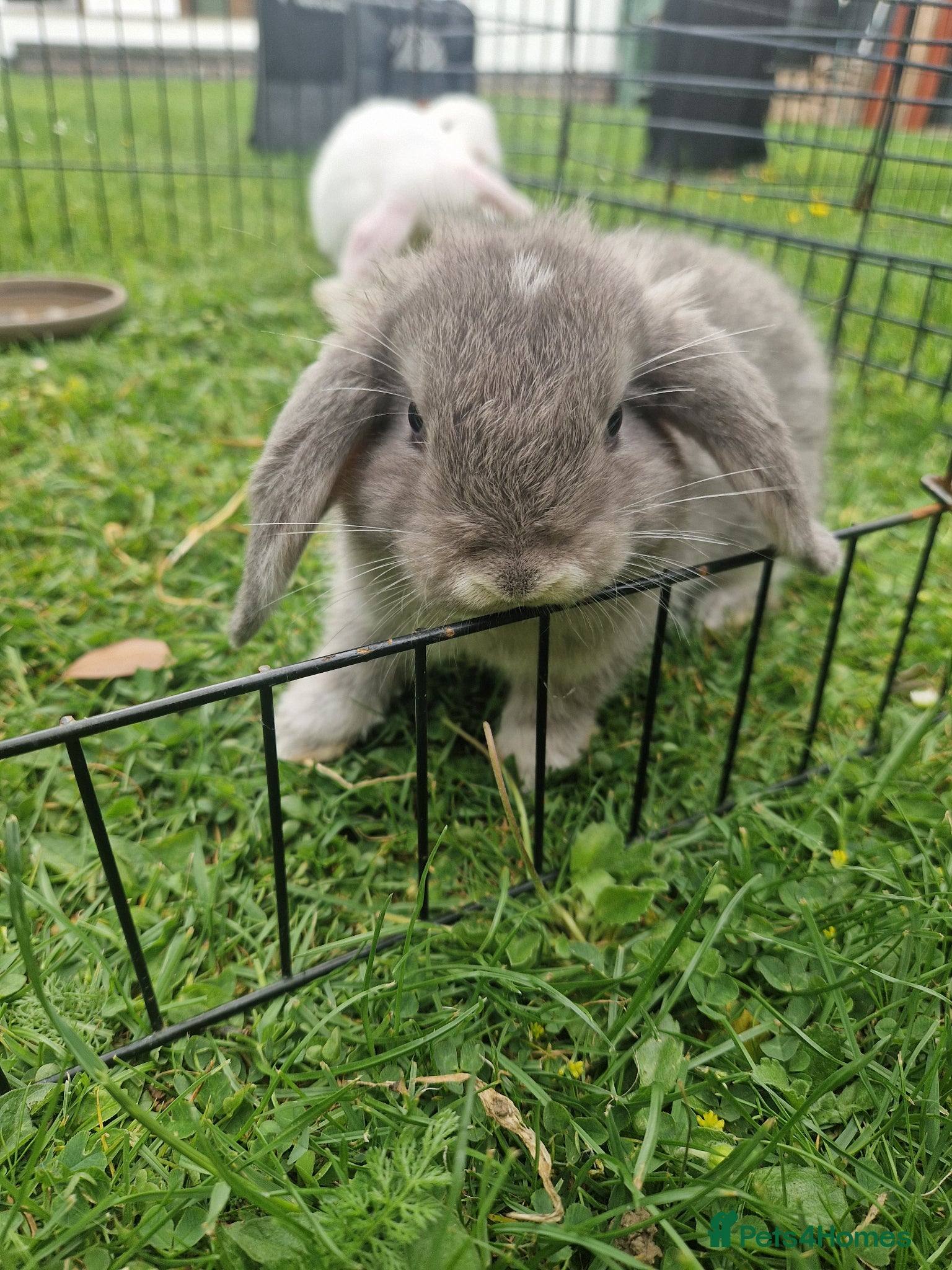 Mixed Breed rabbits Baby rabbits - Advert 4