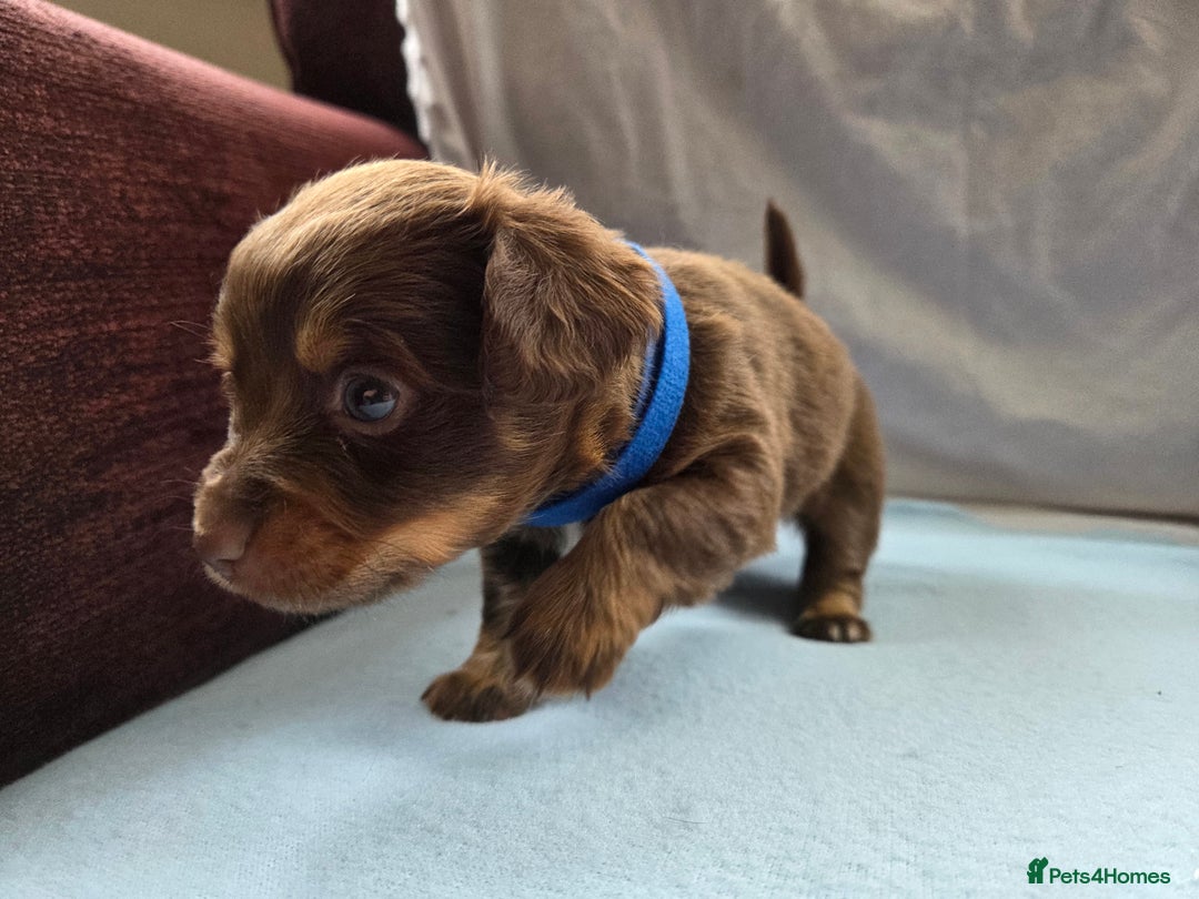 Mixed Breed dogs for sale: Beautiful Jack Russell x Chihuahua Puppies  - Image 18