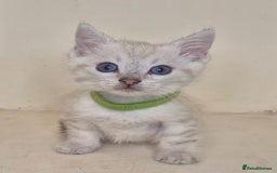 Mixed Breed cats for sale: Bengal x british short hair - Image 5