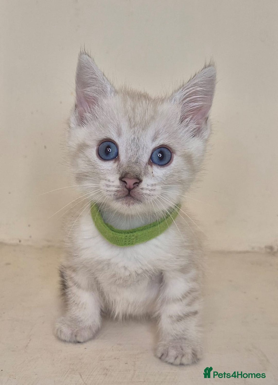 Mixed Breed cats for sale: Bengal x british short hair - Image 5