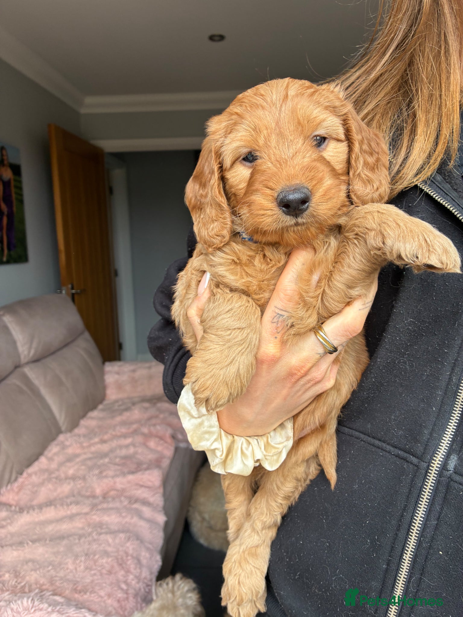 Mini Goldendoodle dogs for sale: F2 golden doodle miniature/medium puppies - Advert 1