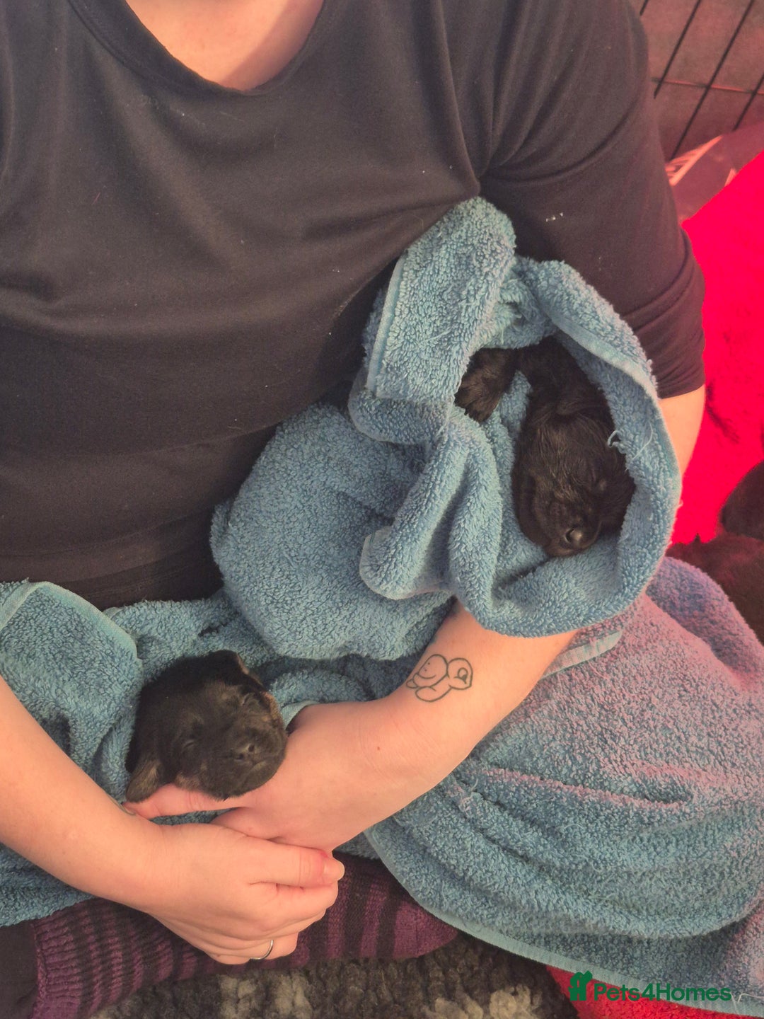 Mixed Breed dogs for sale: 8 Beautiful Puppies Looking for Forever Homes! - Advert 3