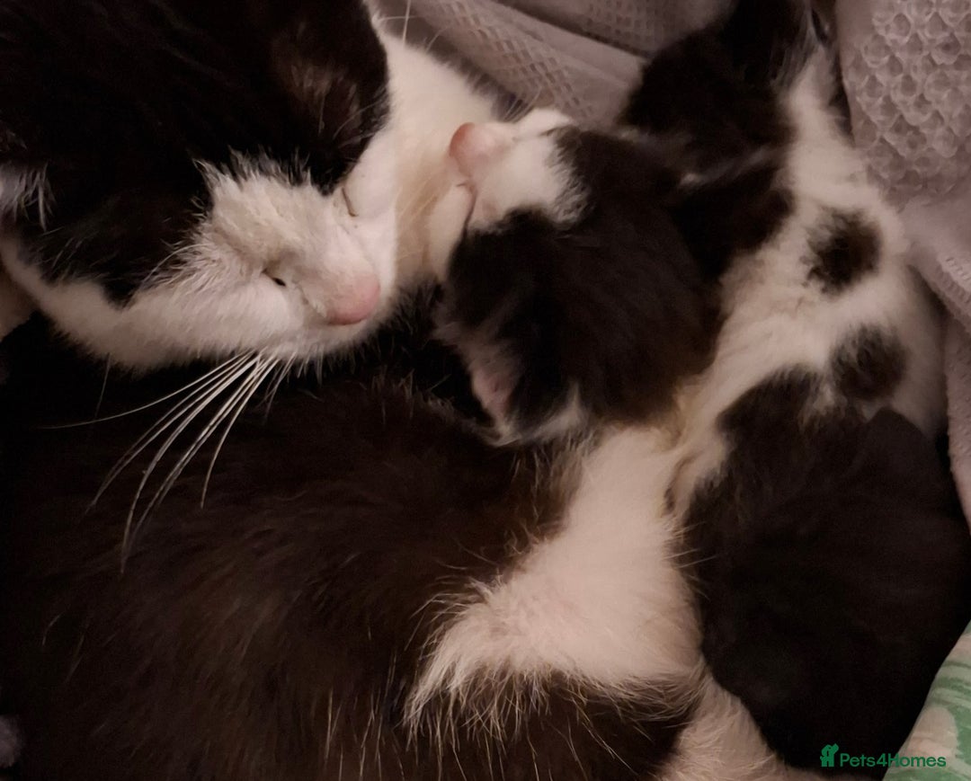 Mixed Breed cats for sale: 3 Kittens awaiting there new family. - Advert 6