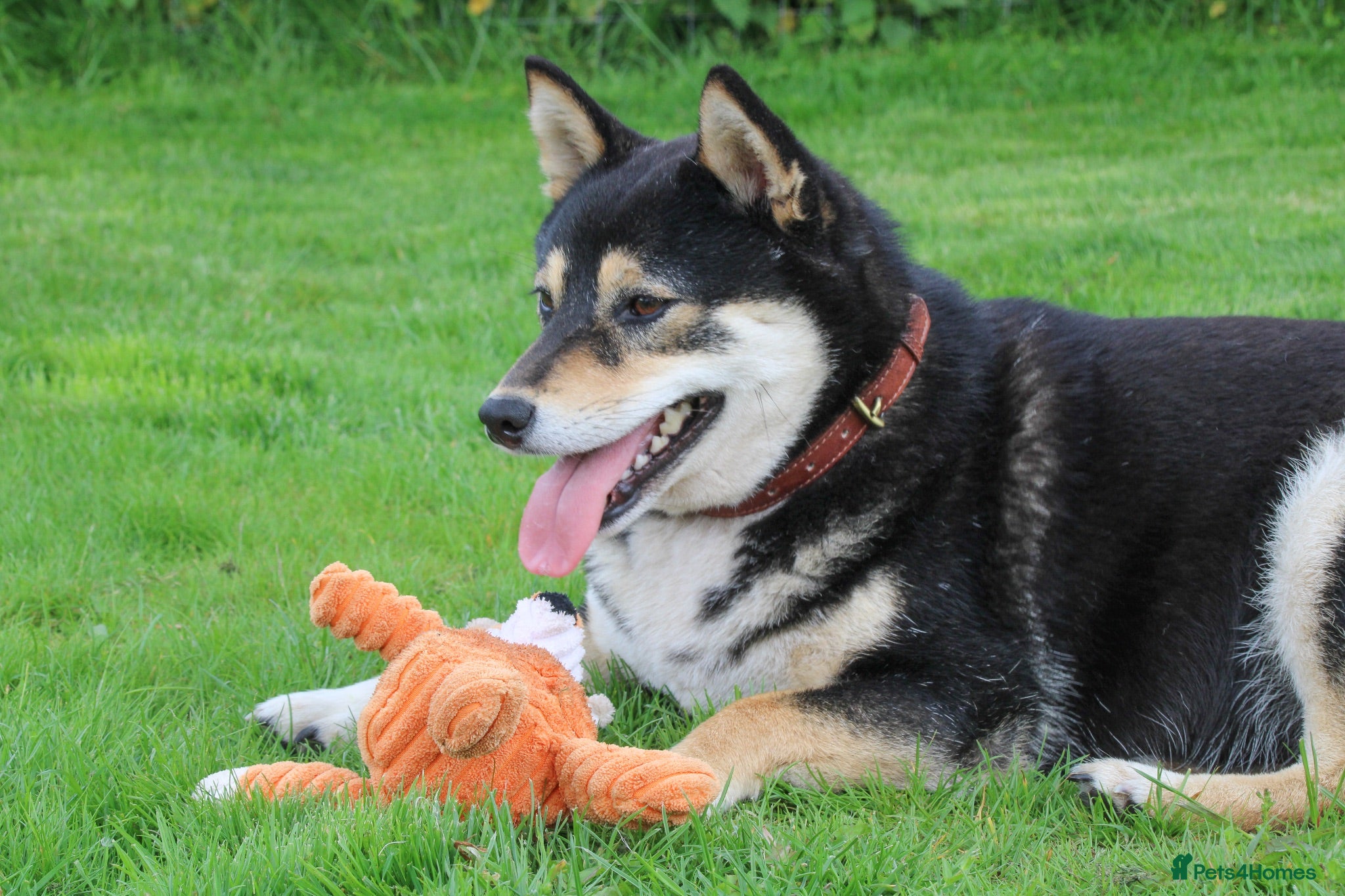Japanese Shiba Inu dogs Three Amazing Shibas Seeking Loving Homes ❤️ - Advert 6