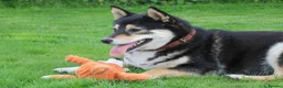 Japanese Shiba Inu dogs for sale: Three Amazing Shibas Seeking Loving Homes ❤️ - Advert 1