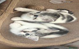 Persian cats for sale: Doll face Persian x - Image 3