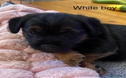 Border Terrier dogs for sale: 2 exceptional KC registered Border Terrier pups - Image 11