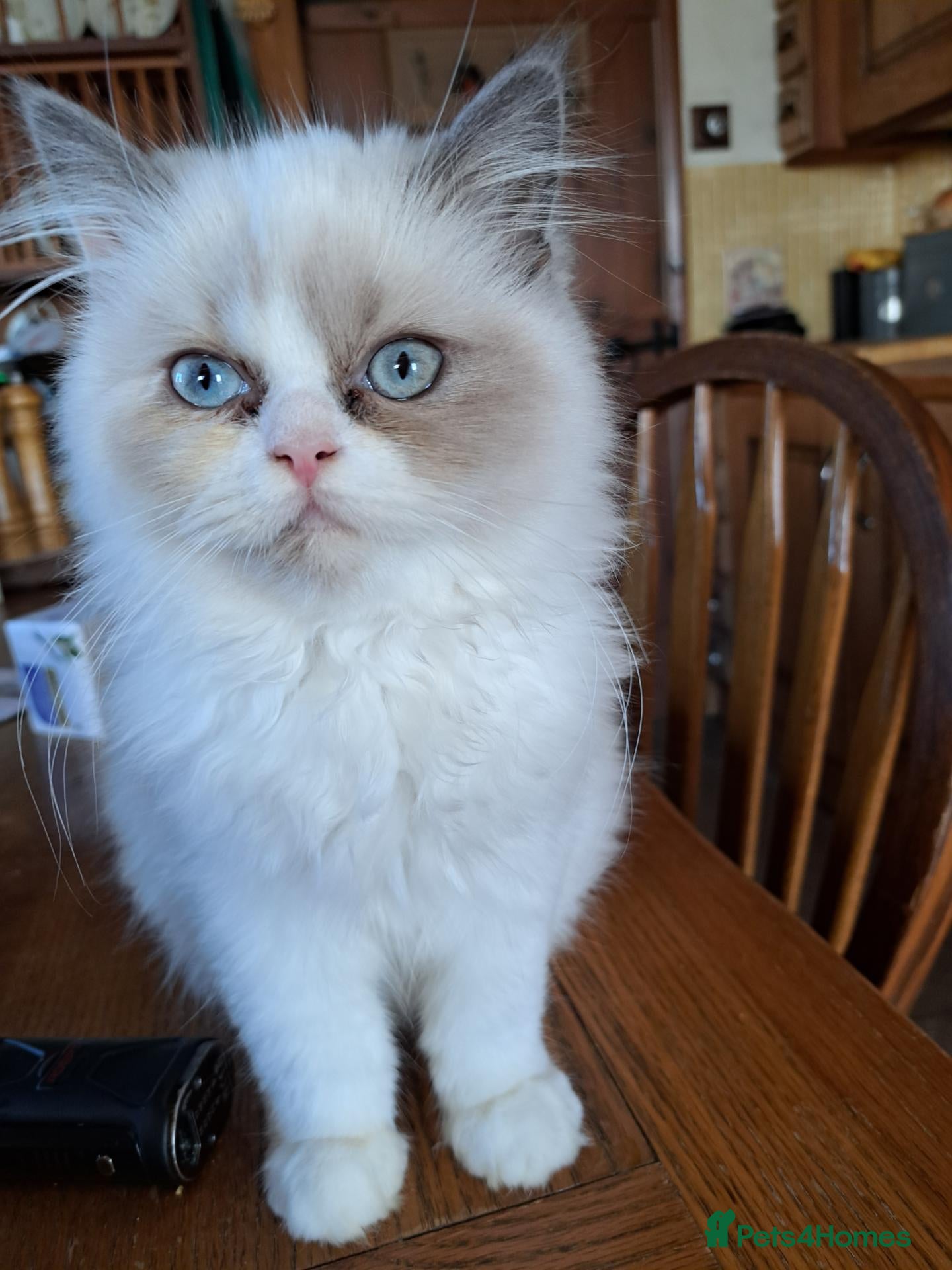 Ragdoll cats for sale: 3 Ragdoll/ Persian kittens. Last girl left    - Advert 1