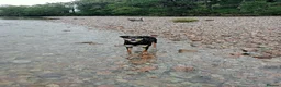 Mixed Breed dogs for sale: Australian kelpie/huntaway  in Galston - Advert 3