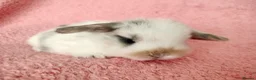 Mini Lop rabbits for sale: Baby mini lops for sale  - Advert 11