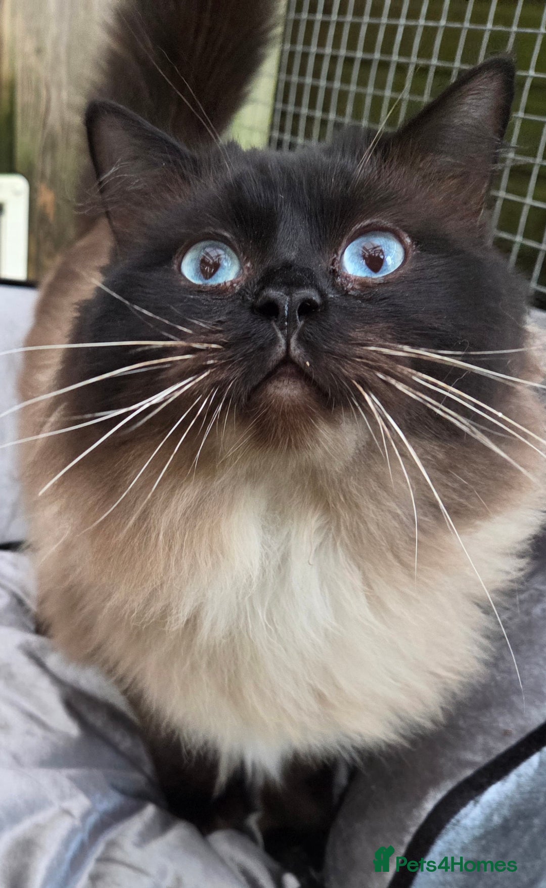 Ragdoll cats for stud: 3 Beautiful Gentle Ragdoll Studs in Bodmin - Advert 8