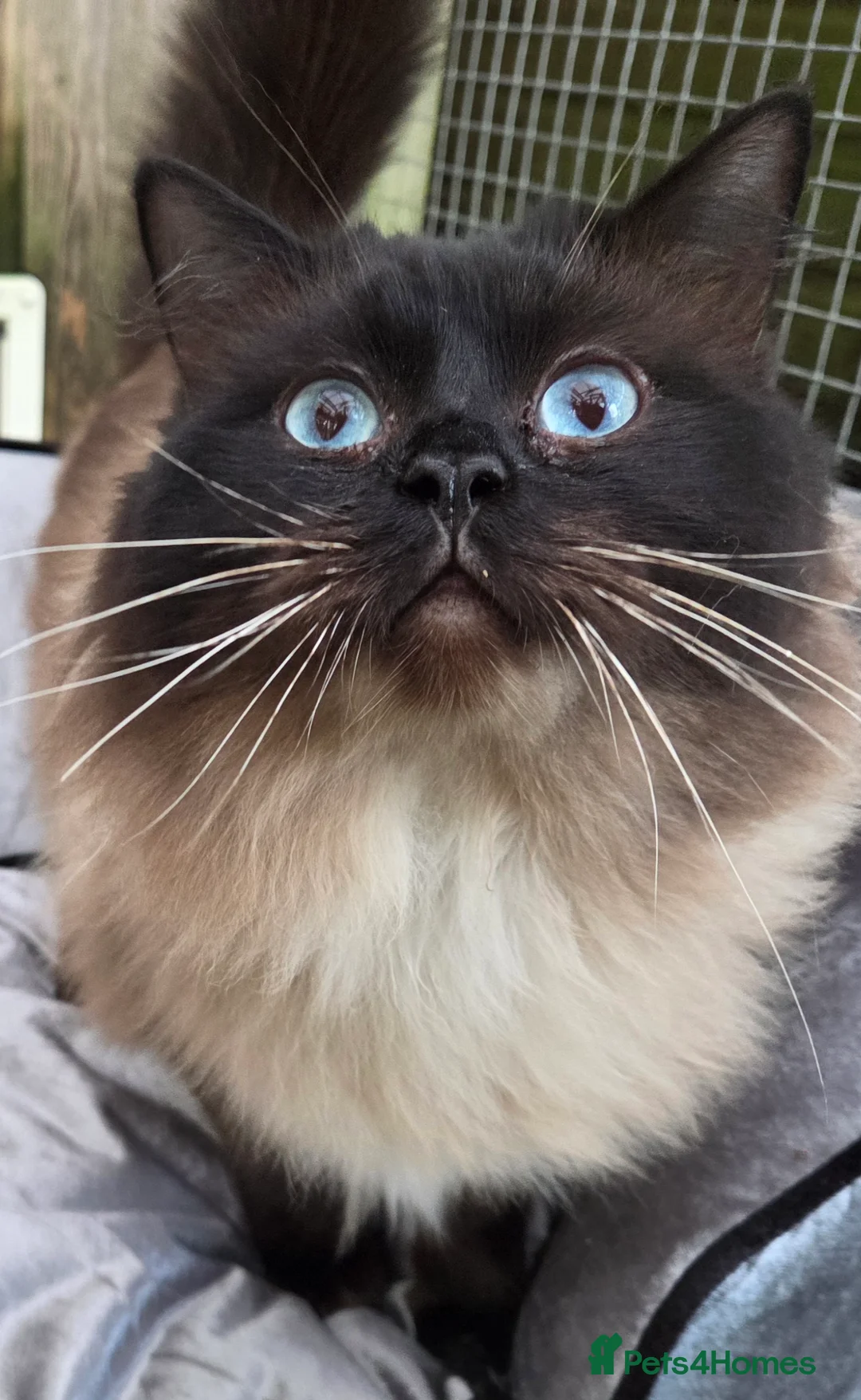 Ragdoll cats for stud: 3 Beautiful Gentle Ragdoll Studs in Bodmin - Advert 8