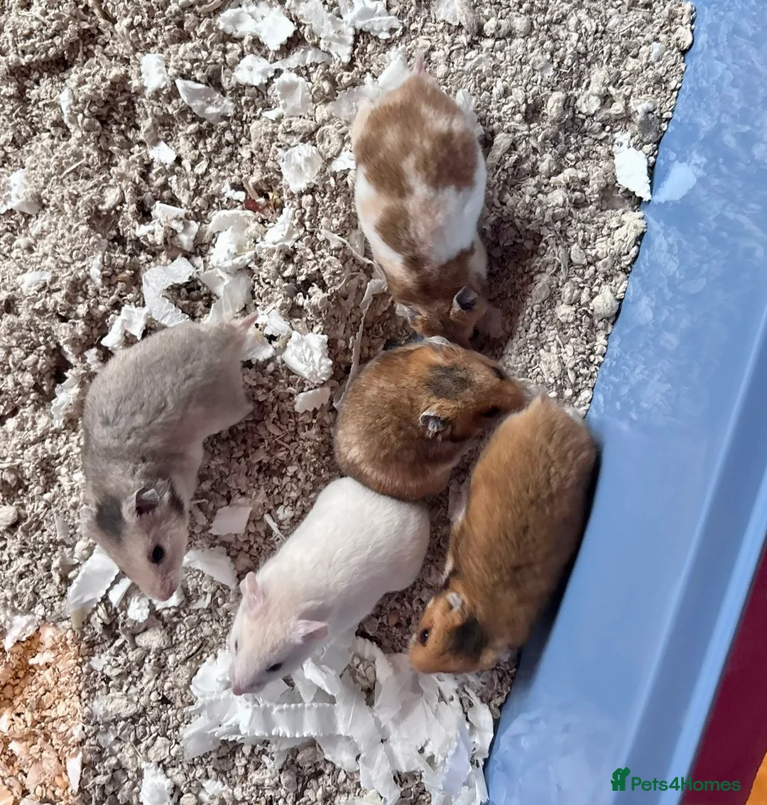 Hamster rodents for sale: Baby Syrian Hamsters in Sunbury-on-Thames - Advert 10