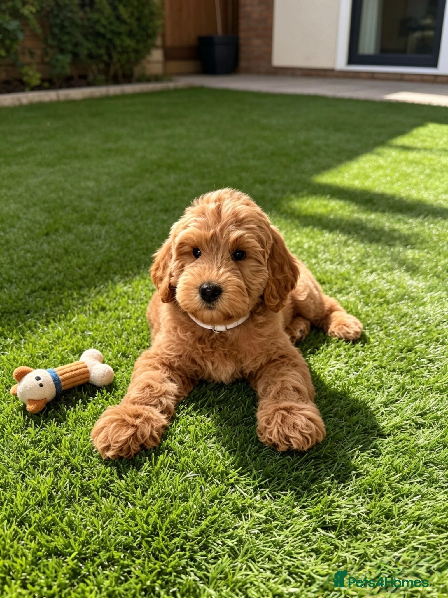 Australian Labradoodle dogs ‼️ Ready for their forever home ‼️  - Advert 15