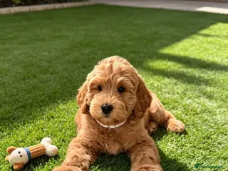 Australian Labradoodle dogs ‼️ Ready for their forever home ‼️ - Advert 15