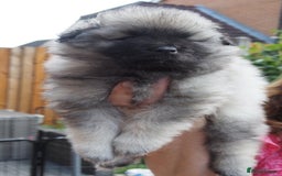 Keeshond dogs for sale: Keeshond Puppies available - Image 10