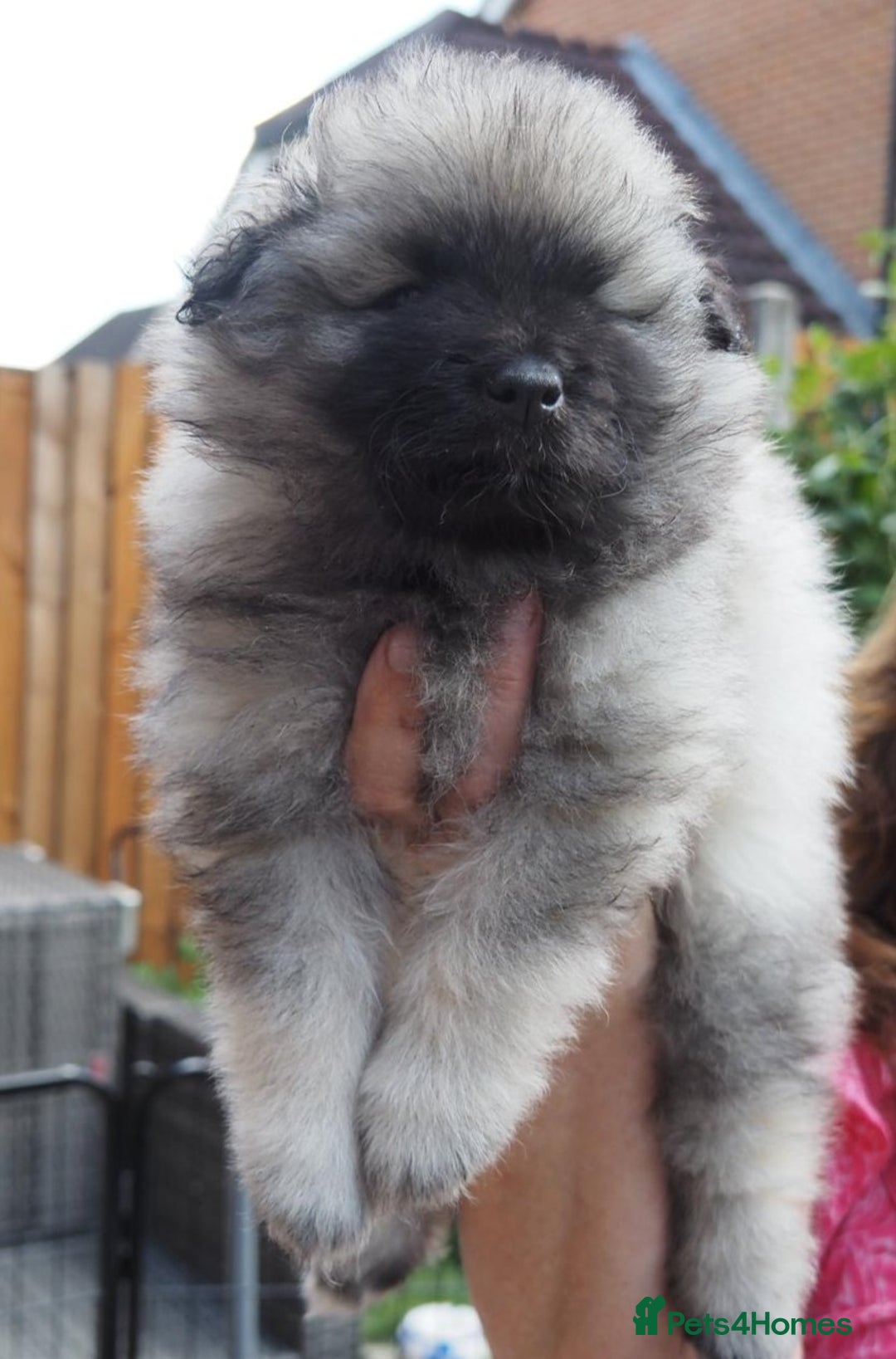 Keeshond dogs for sale: Keeshond Puppies available - Image 10