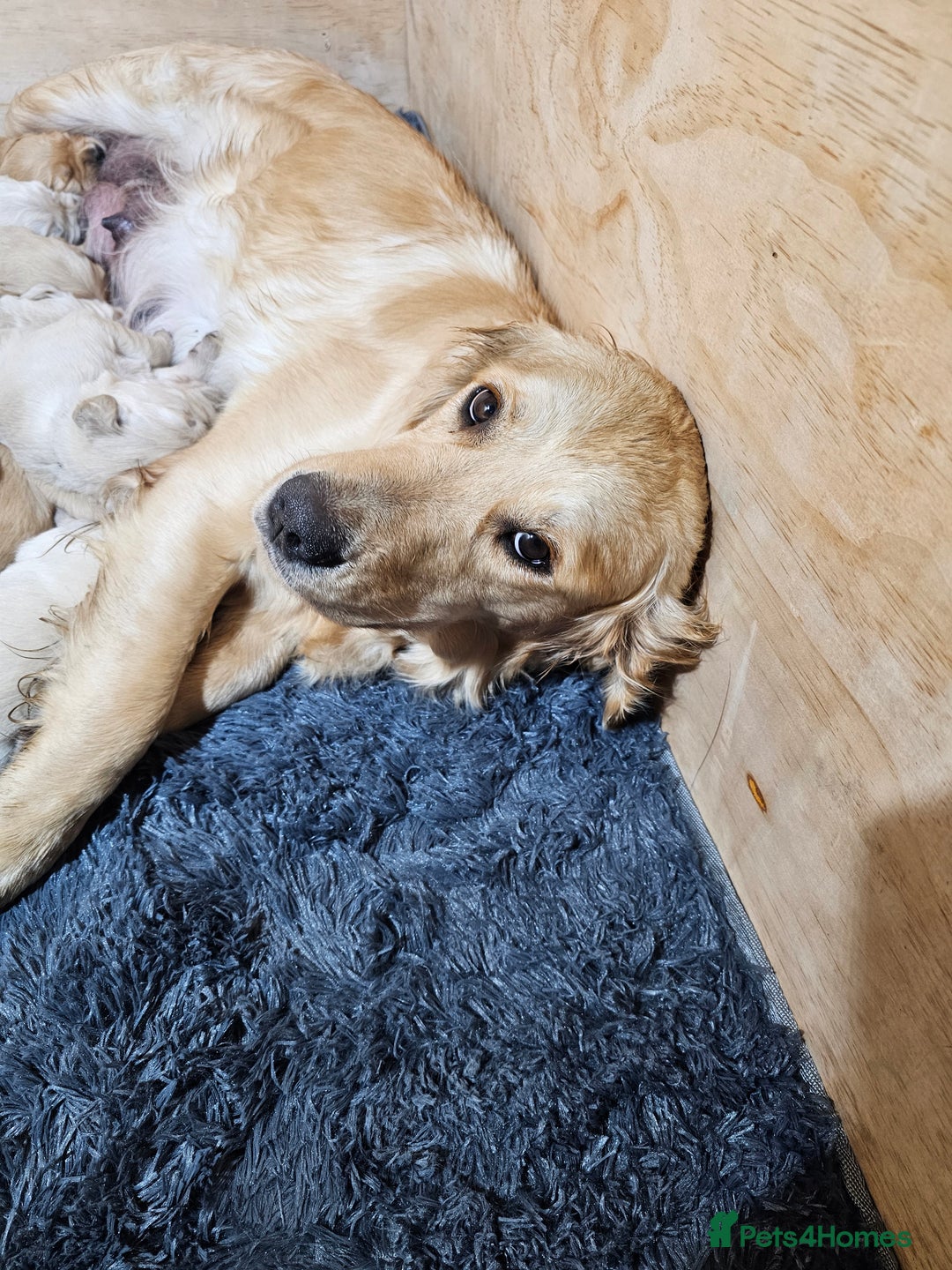 Golden Retriever dogs for sale: Golden retriever puppy for sale in Harrow  London - Advert 1