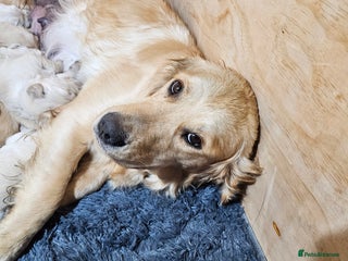 Golden Retriever dogs Golden retriever puppy for sale in Harrow London - Advert 2