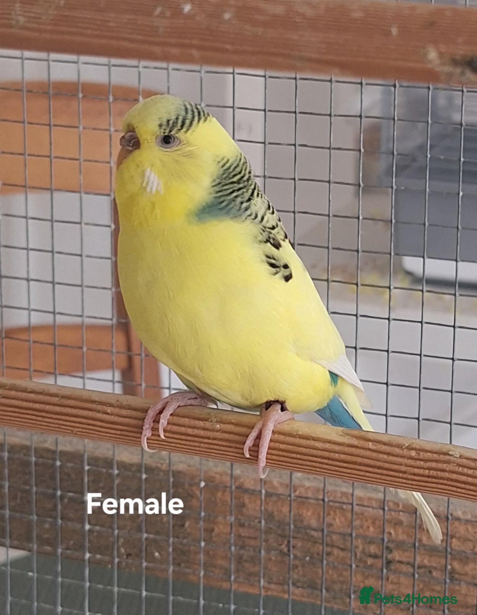 Cockatiels birds Breeding Age Budgies - Advert 15