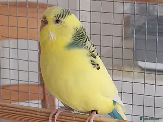 Cockatiels birds Breeding Age Budgies - Advert 15