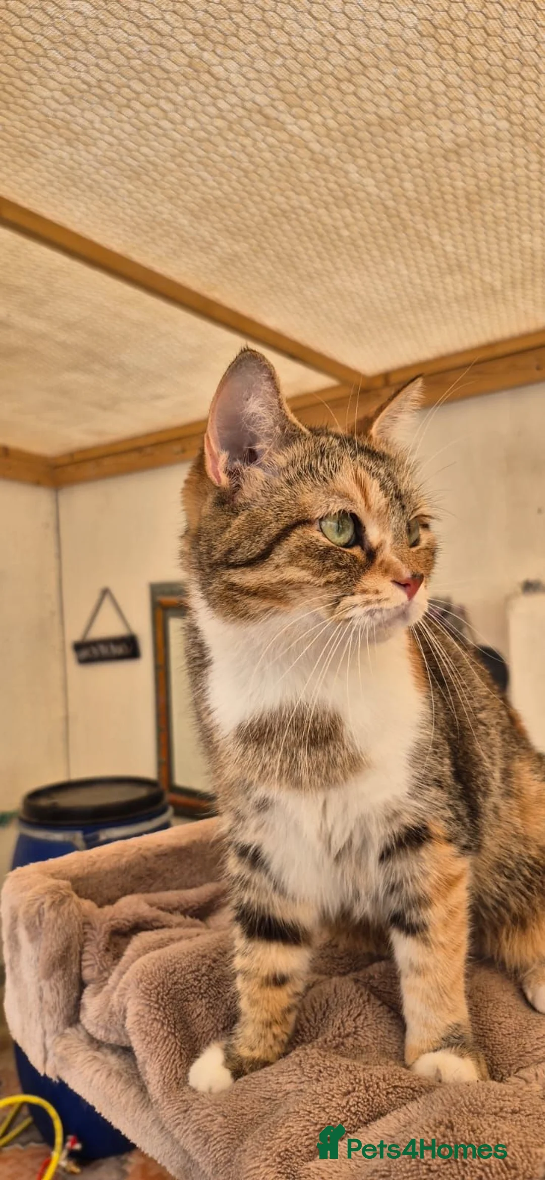 Mixed Breed cats for adoption: Kerry - Advert 3