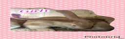 Continental Giant rabbits for sale: Continental giant babies 3girls & 1 boy left - Advert 2