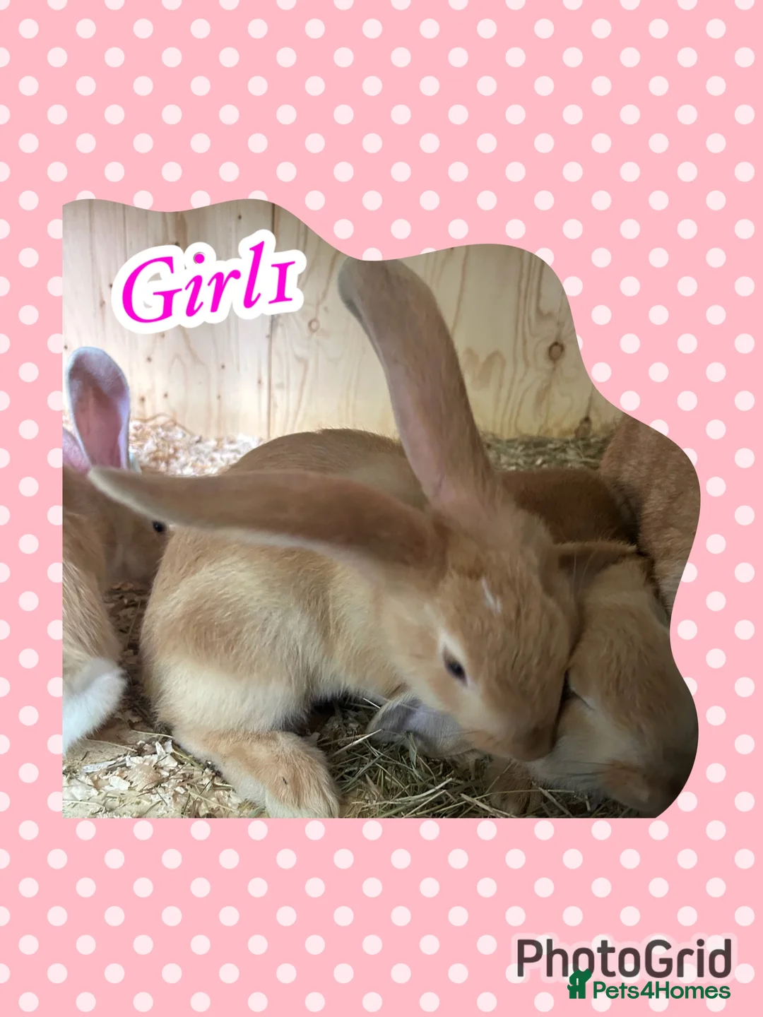 Continental Giant rabbits for sale: Continental giant babies 3girls & 1 boy left - Advert 2