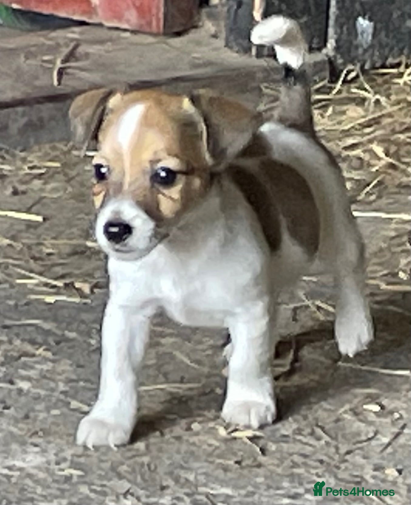 Jack Russell dogs READY NOW  JR pups  - Advert 1