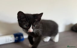 Mixed Breed cats for sale: 2 GORGEOUS KITTENS AVAILABLE NOW!  - Image 4