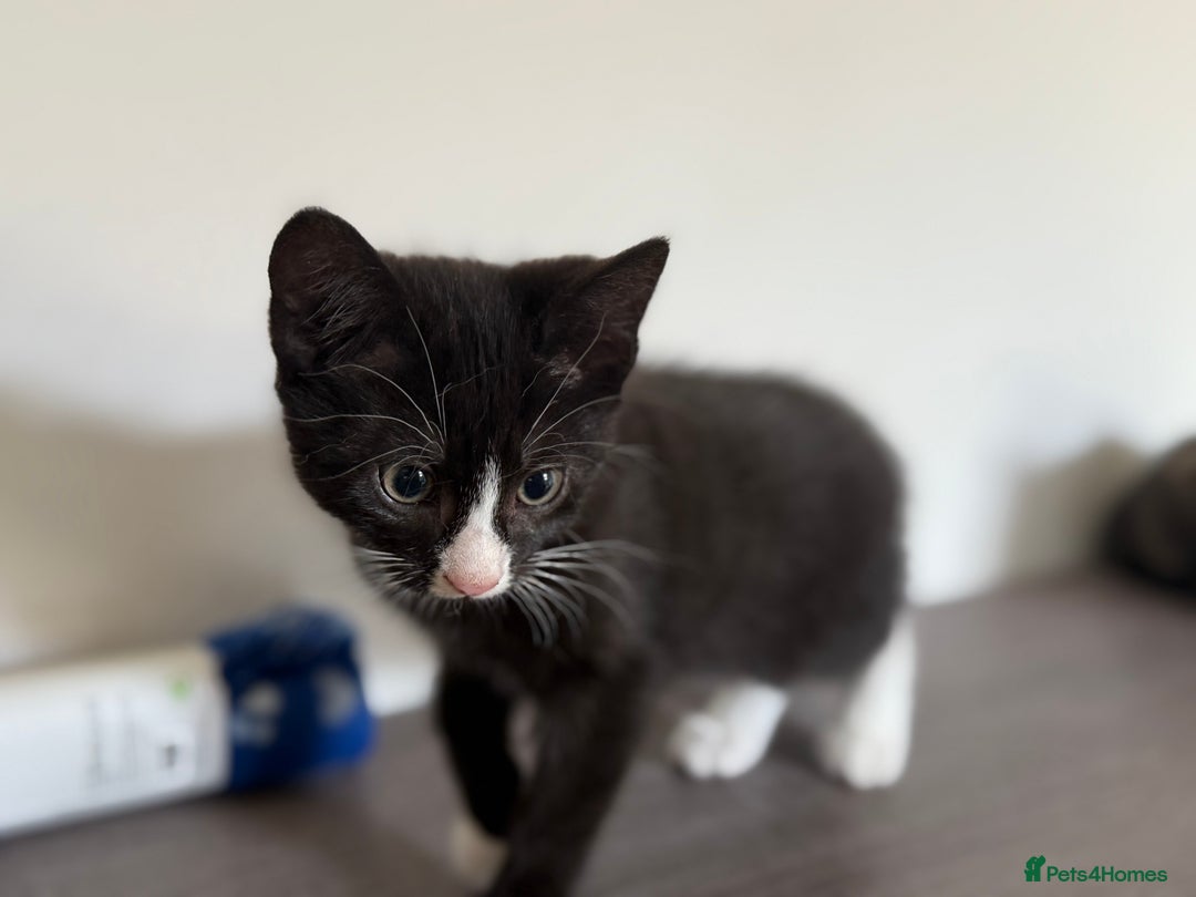 Mixed Breed cats for sale: 2 GORGEOUS KITTENS AVAILABLE NOW!  - Image 4