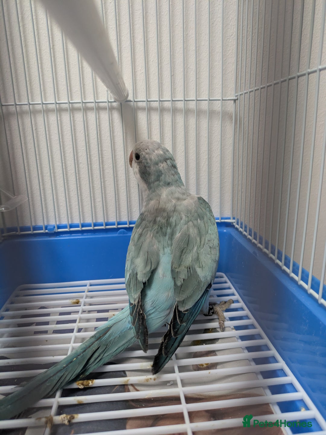 Parakeets birds for sale: Males and females DNA tested Quaker parrots babies - Image 2