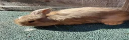 Giant Papillon rabbits for sale: continental giant , minilop , netherland draft - Advert 17