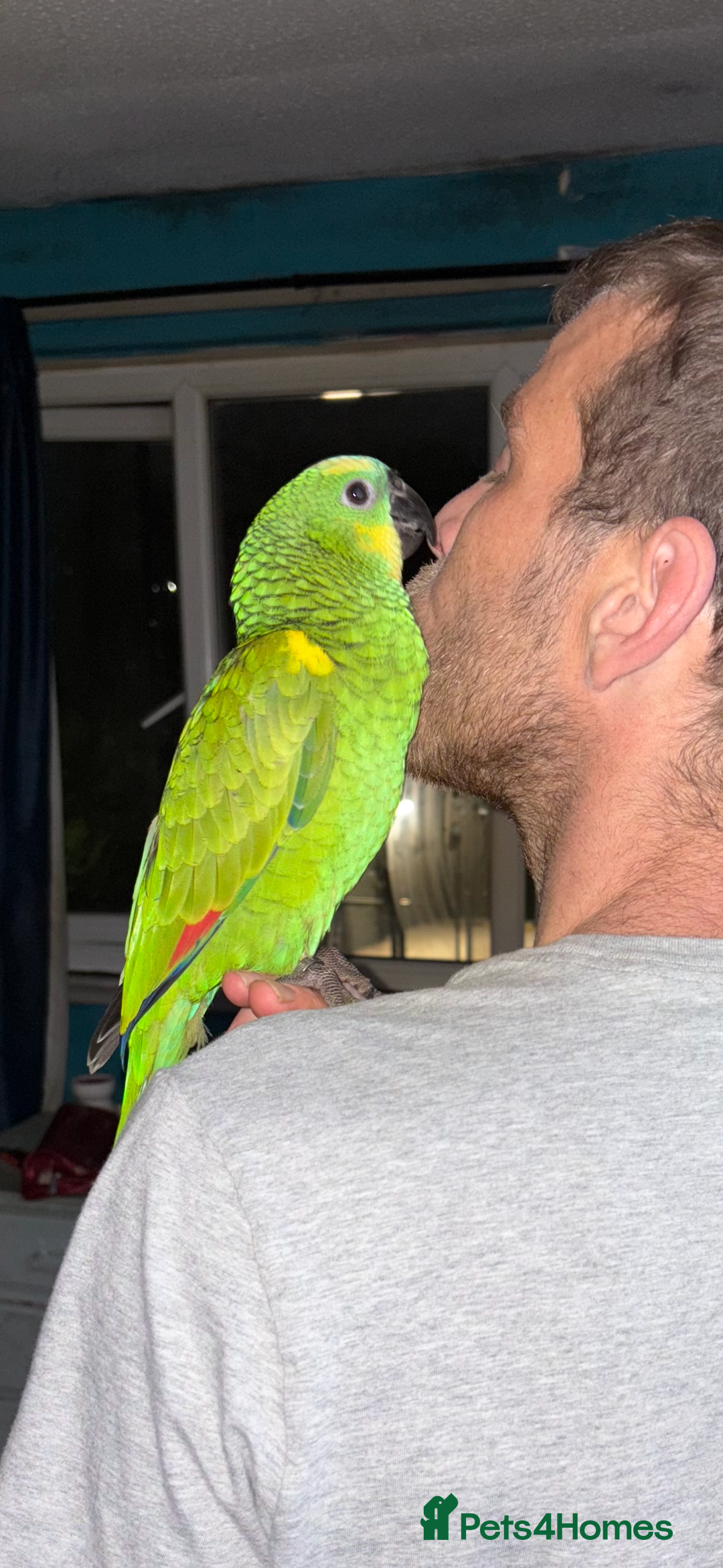 Parrots birds for sale: Beautiful blue front Amazon  - Advert 2