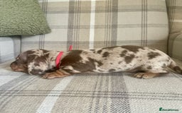 Miniature Dachshund dogs for sale: lovely miniature dachshund puppies for sale  - Image 5