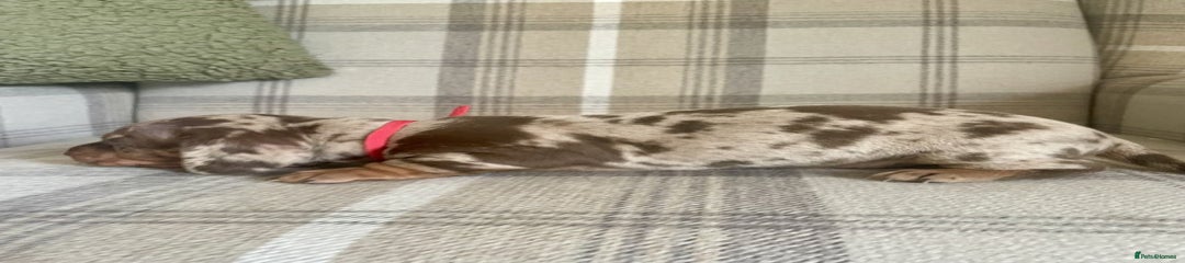 Miniature Dachshund Puppy 3