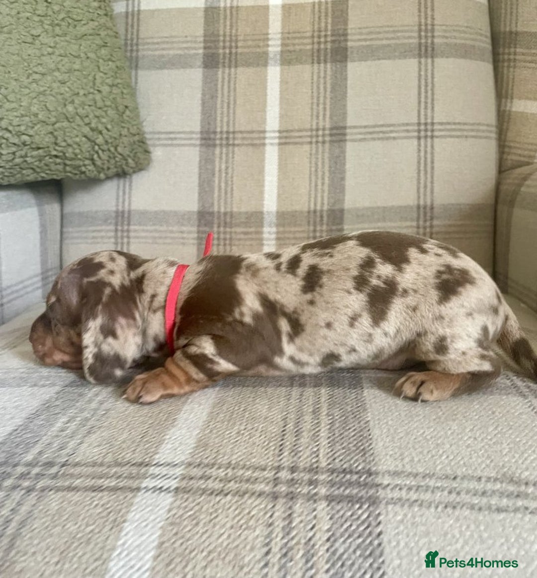 Miniature Dachshund dogs for sale: lovely miniature dachshund puppies for sale  - Image 5