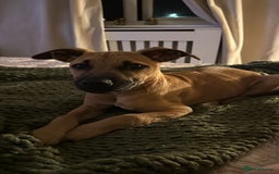 Mixed Breed dogs for sale: Honey - Image 1
