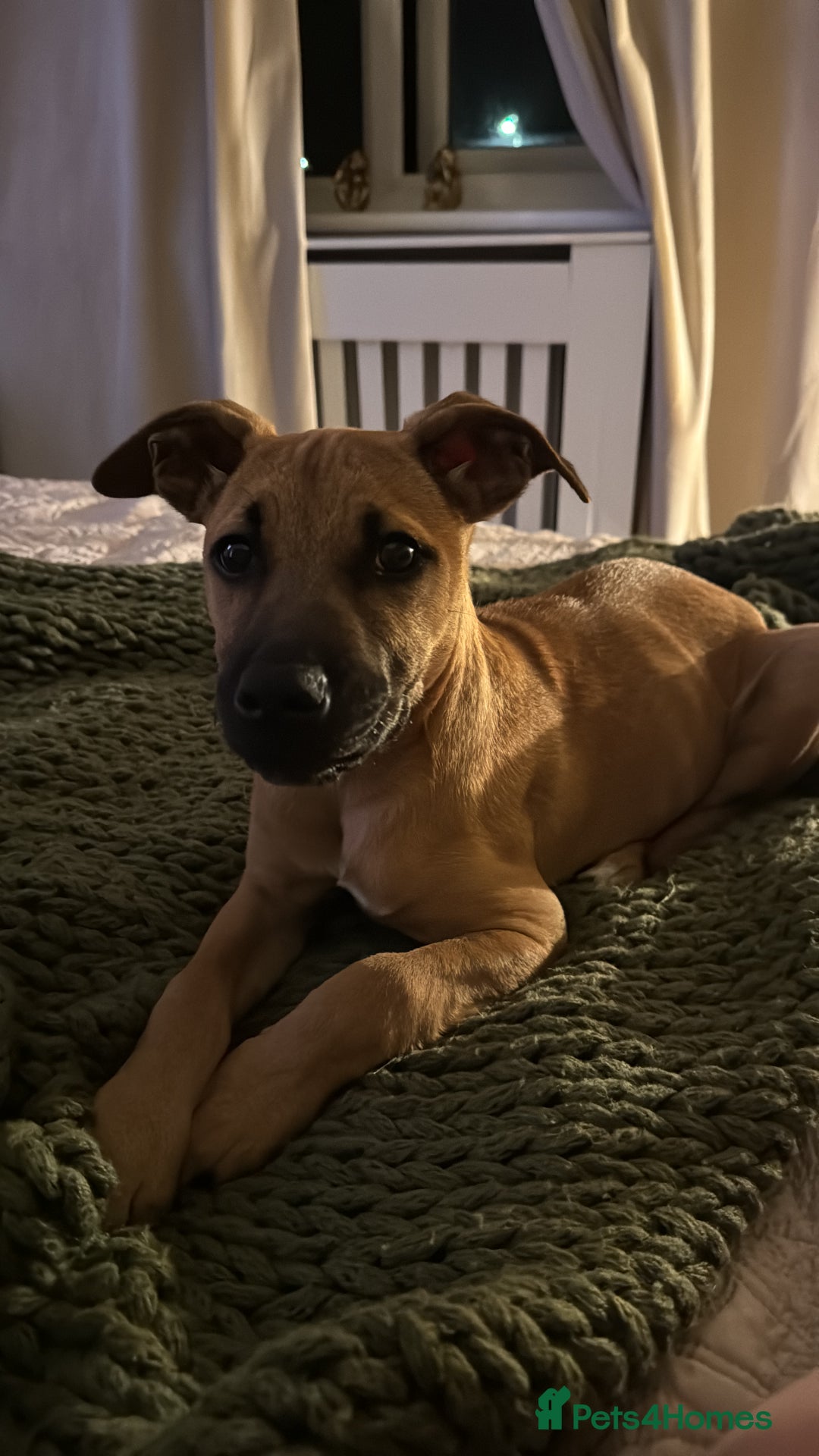 Mixed Breed dogs for sale: Honey - Image 1
