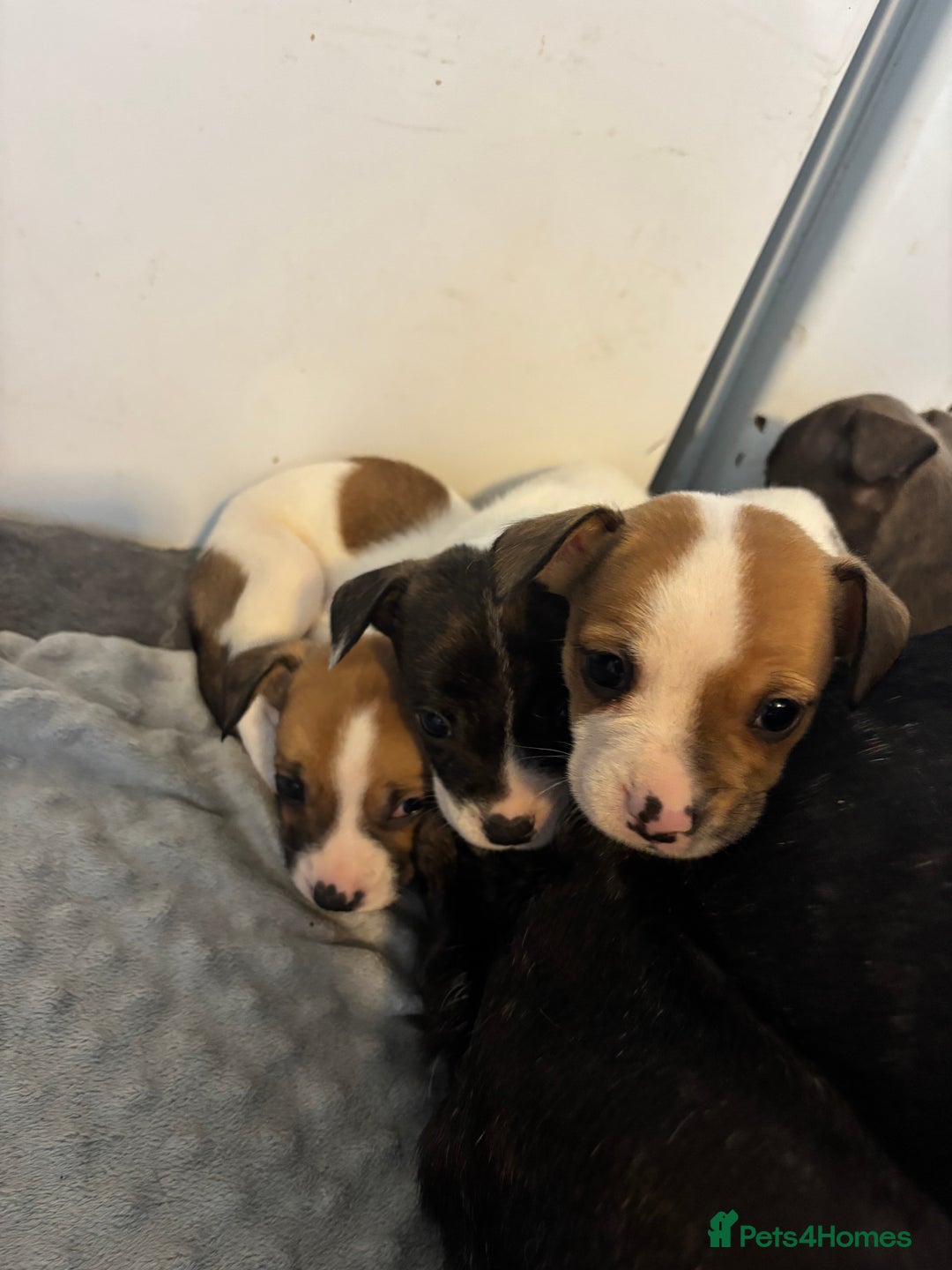 Mixed Breed dogs for sale: French Bull Jacks  (4 x boys 1 x girl) - Image 24