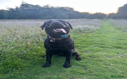 Labrador Retriever dogs for sale: 7yo Male Labrador KC Registered - Image 12
