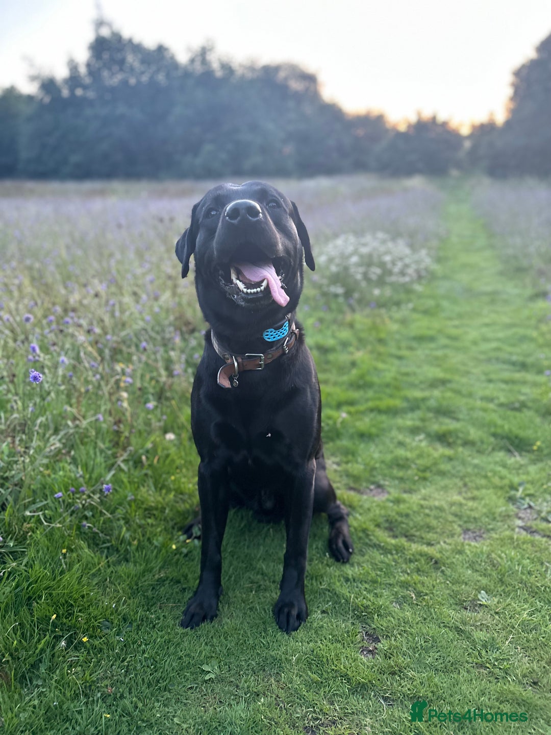 Labrador Retriever dogs for sale: 7yo Male Labrador KC Registered - Image 12