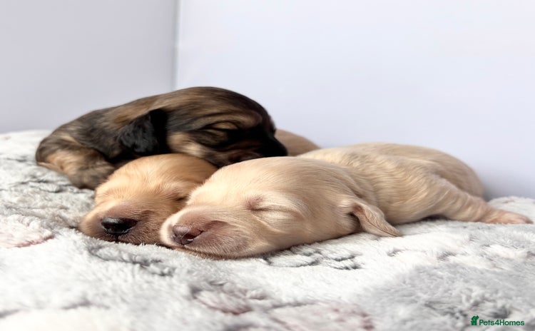 Miniature Dachshund dogs - Advert 3