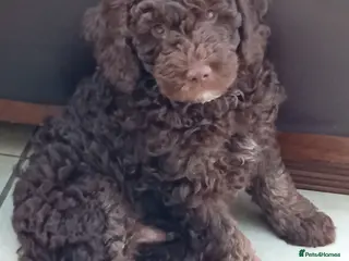 Mini Goldendoodle dogs Gorgeous Miniature Double Doodle puppies - Advert 3